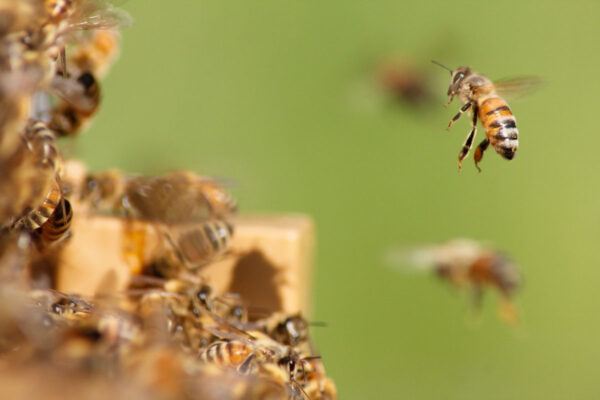 ABEILLE SENTINELLE