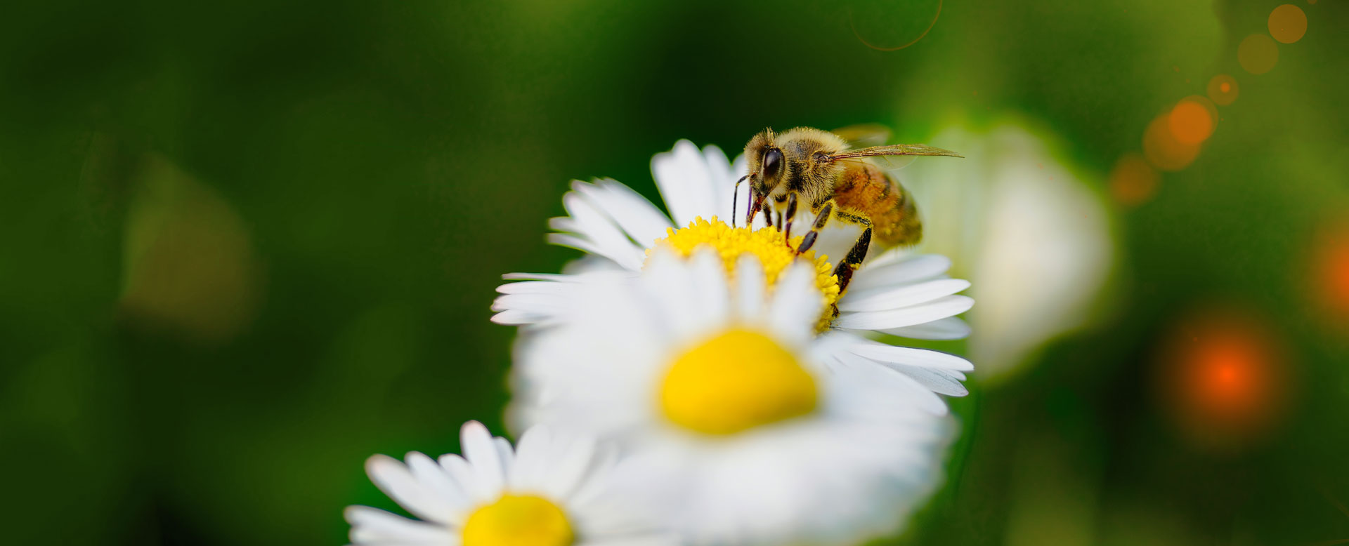 Syndicat d'apiculture méridionale